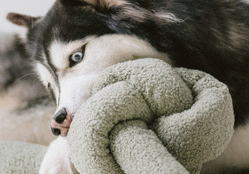 Design Awards Winner - Lambwolf Collective - NOU