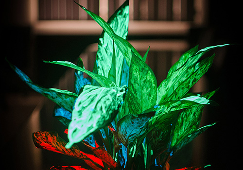 Design Awards Winner - Seed Coleus Greenhouse - Glowing Plant