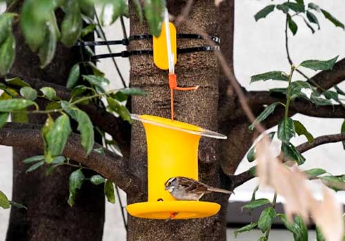 Design Awards Winner - Meiqing Tian - ChirpPeek