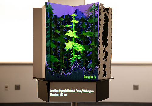 Design Awards Winner - New York University - Magical Pop-up Book: The Growth and Tales of Douglas Fir
