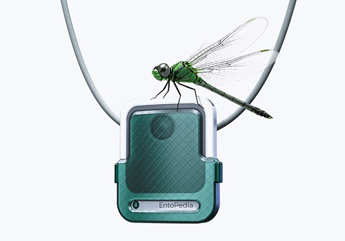 Design Awards Winner - Junfei Teng - EntoPedia